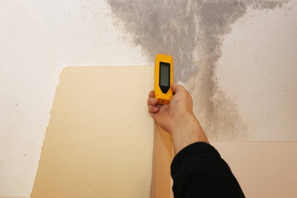Mold Remediation for Vacation Homes in Francisville, KY