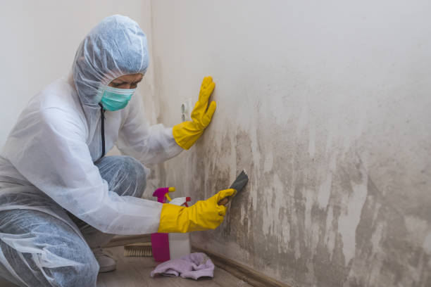 Best Crawl Space Mold Remediation  in Francisville, KY