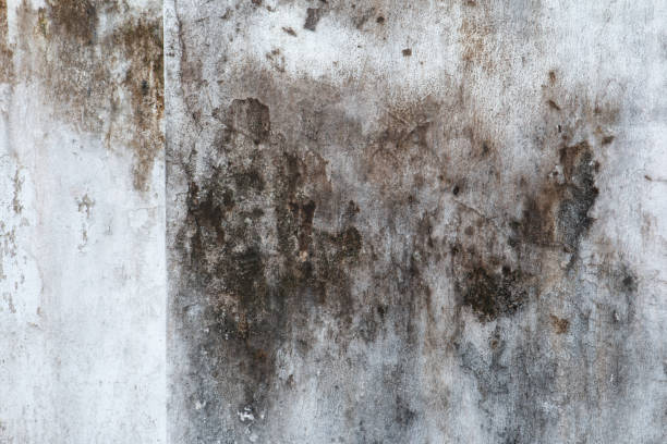Best Mold Damage Restoration  in Francisville, KY