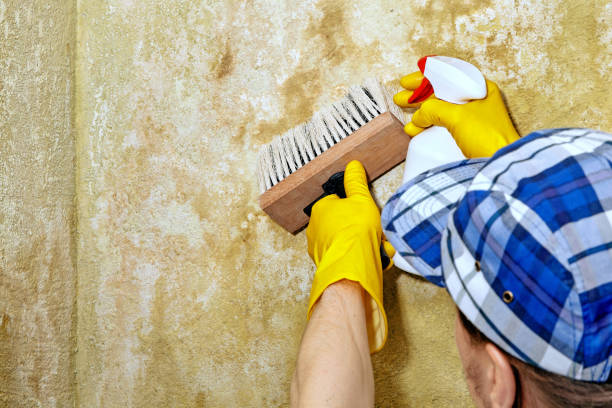  Francisville, KY Mold Removal Pros