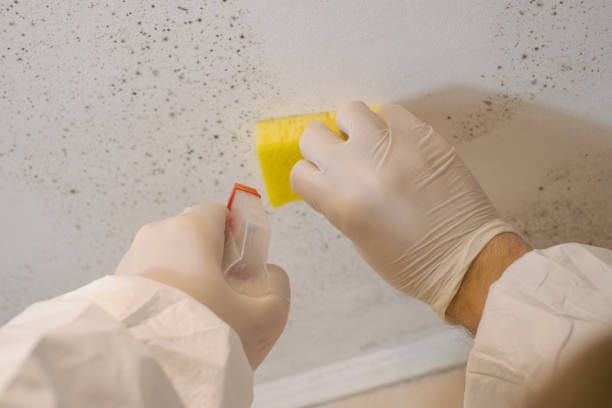 Best Indoor Air Quality Assessment  in Francisville, KY