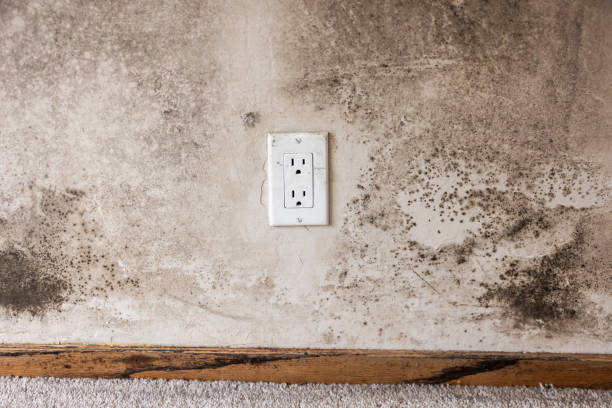 Best Asbestos and Lead Testing During Mold Inspection  in Francisville, KY
