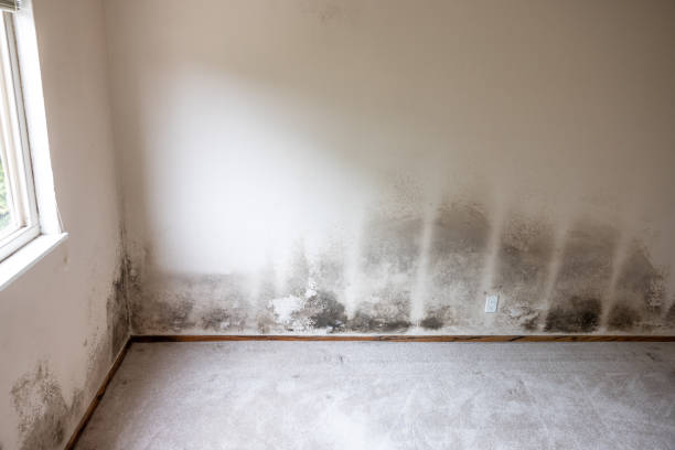 Best Commercial Mold Inspection  in Francisville, KY