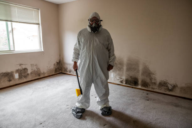 Best Basement Mold Removal  in Francisville, KY