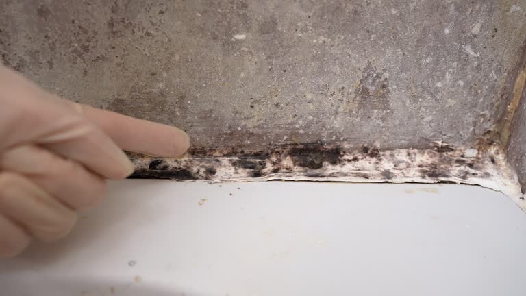 Best Mold Documentation for Insurance Claims  in Francisville, KY
